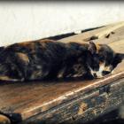 Daily Photo: Sleeping Kitten