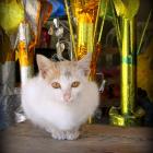 Daily Photo: Temple Kitten