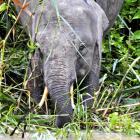 Daily Photo: Elephant Encounter