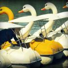 Daily Photo: Swan Lake