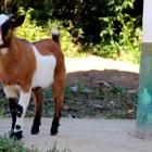 Daily Photo: Baby Goat