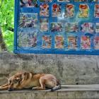 Daily Photo: Napping on Mandalay Hill