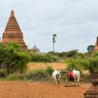 Daily Photo: Bagan Harvest