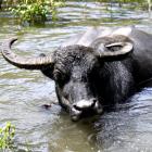 Daily Photo: Bathing Buffalo