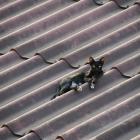 Daily Photo: Cat on a Hot Tin Roof