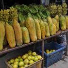 Daily Photo: Giant Papayas