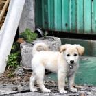 Daily Photo: Golden Puppy