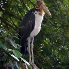 Daily Photo: Simeuang Stork, RIP