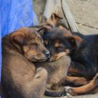 Daily Photo: Cuddling Pups