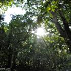 Daily Photo: Lush Bali Forest