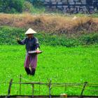 Daily Photo: Hoi An Rice Farming