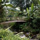 Daily Photo: Tranquil Jungle