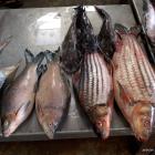 Daily Photo: Fish Market