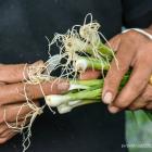 Daily Photo: Preparing Vegetables