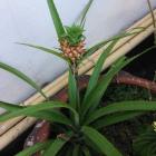 Daily Photo: Baby Pineapple