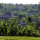 Daily Photo: Ubud Rice Fields