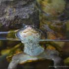 Daily Photo: Smiley Turtle