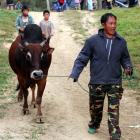 Daily Photo: Lao Bullfight
