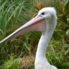 Daily Photo: Giant Australian Pelican