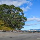 Daily Photo: Beach Tree