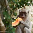 Daily Photo: Papaya Snack