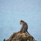 Daily Photo: Pensive Primate