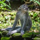 Daily Photo: Thoughtful Monkey