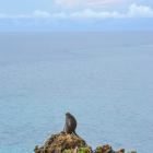 Daily Photo: Monkey Overlook