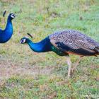 Daily Photo: Peacock Pair