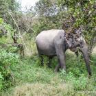 Daily Photo: Elephants in the Forest