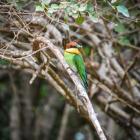Daily Photo: Bee Eater with a Snack