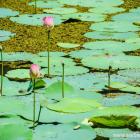 Daily Photo: Sigiriya Pond