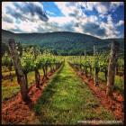 Daily Photo: Virginia Wine Country