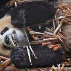 Daily Photo: Bamboo Snacking