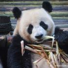 Daily Photo: Big Bamboo Brunch