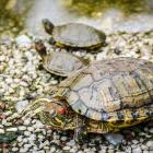 Daily Photo: Temple Turtles