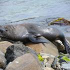 Daily Photo: Sea Lion Lounging