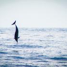 Daily Photo: Dolphin Acrobatics