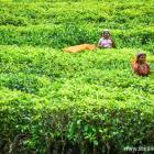 Daily Photo: Tea Picking