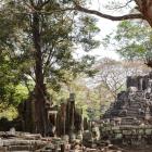 Daily Photo: Nature Meets Angkor