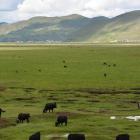Daily Photo: Yaks and Grasslands