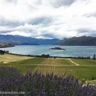 Daily Photo: Rippon Winery