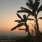 Daily Photo: Sunset and Banana Trees