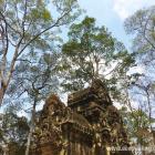 Daily Photo: Angkor Forest