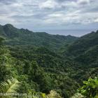 Daily Photo: Rarotonga Jungle