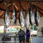 Daily Photo: Tuna for Sale