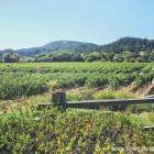 Daily Photo: Sonoma Winery Landscape