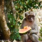 Daily Photo: Papaya Snack