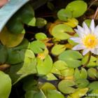 Daily Photo: Bangkok Lotus Pool