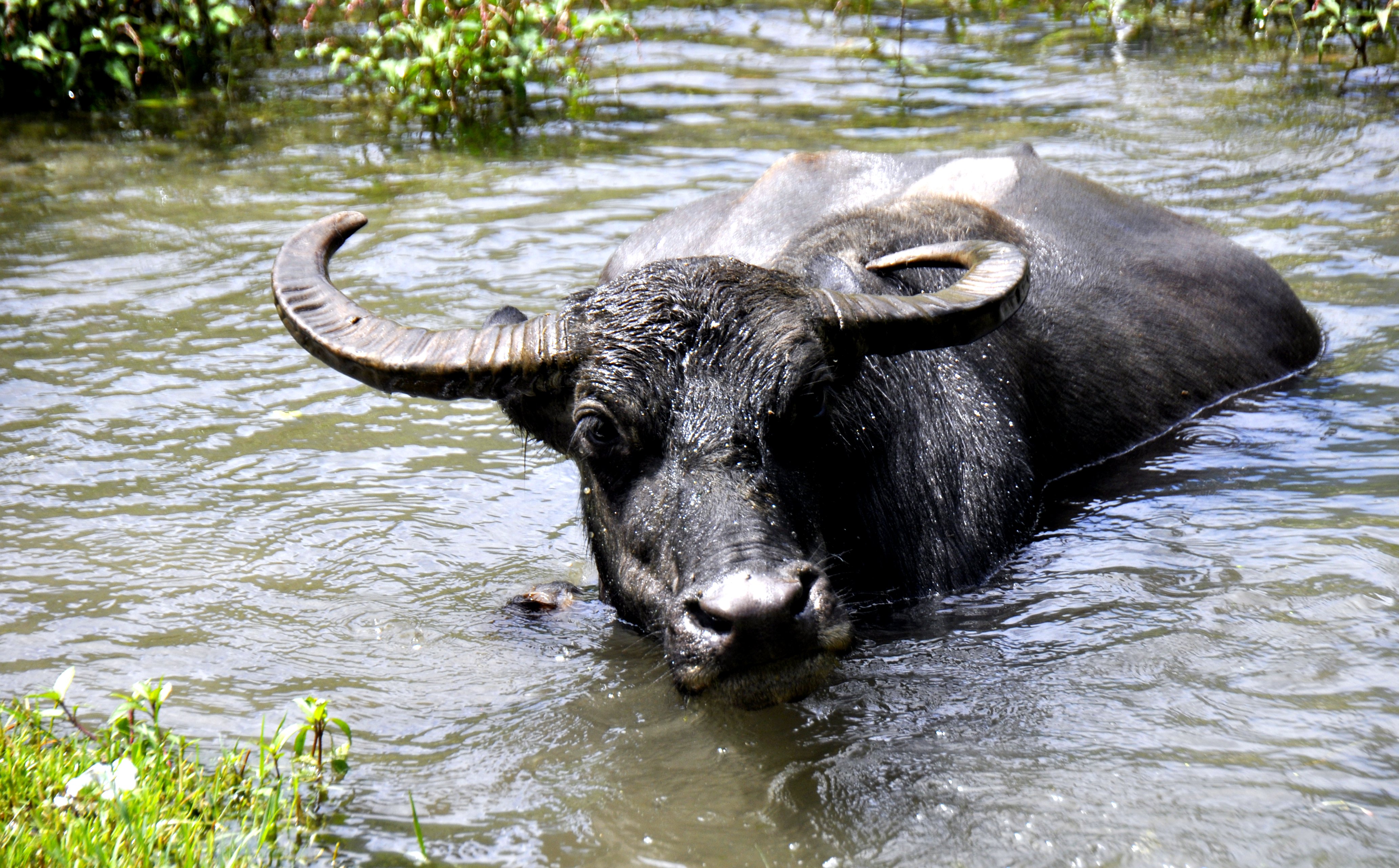 bathing buffalo